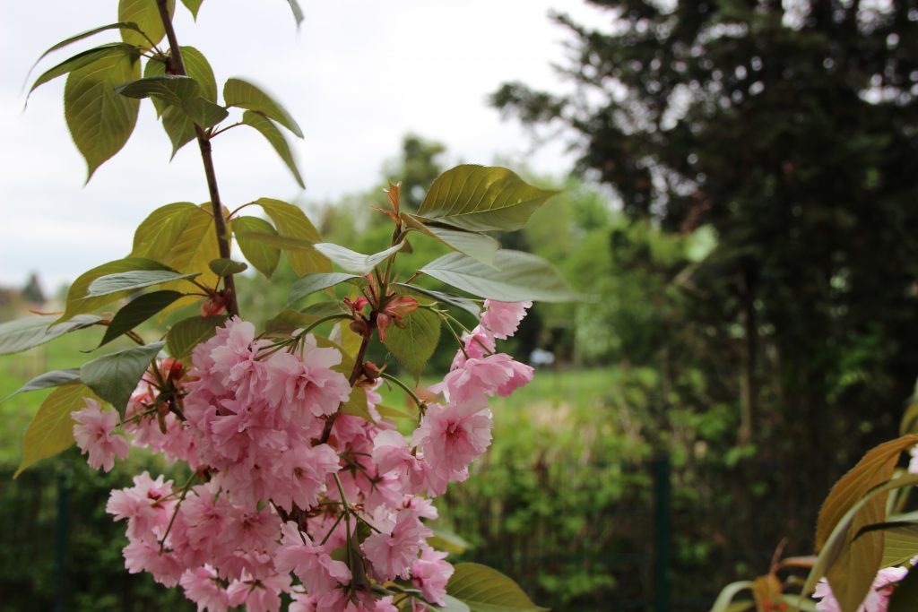 ruhige Lage der Ferienwohnung am Stadtrand von Dresden